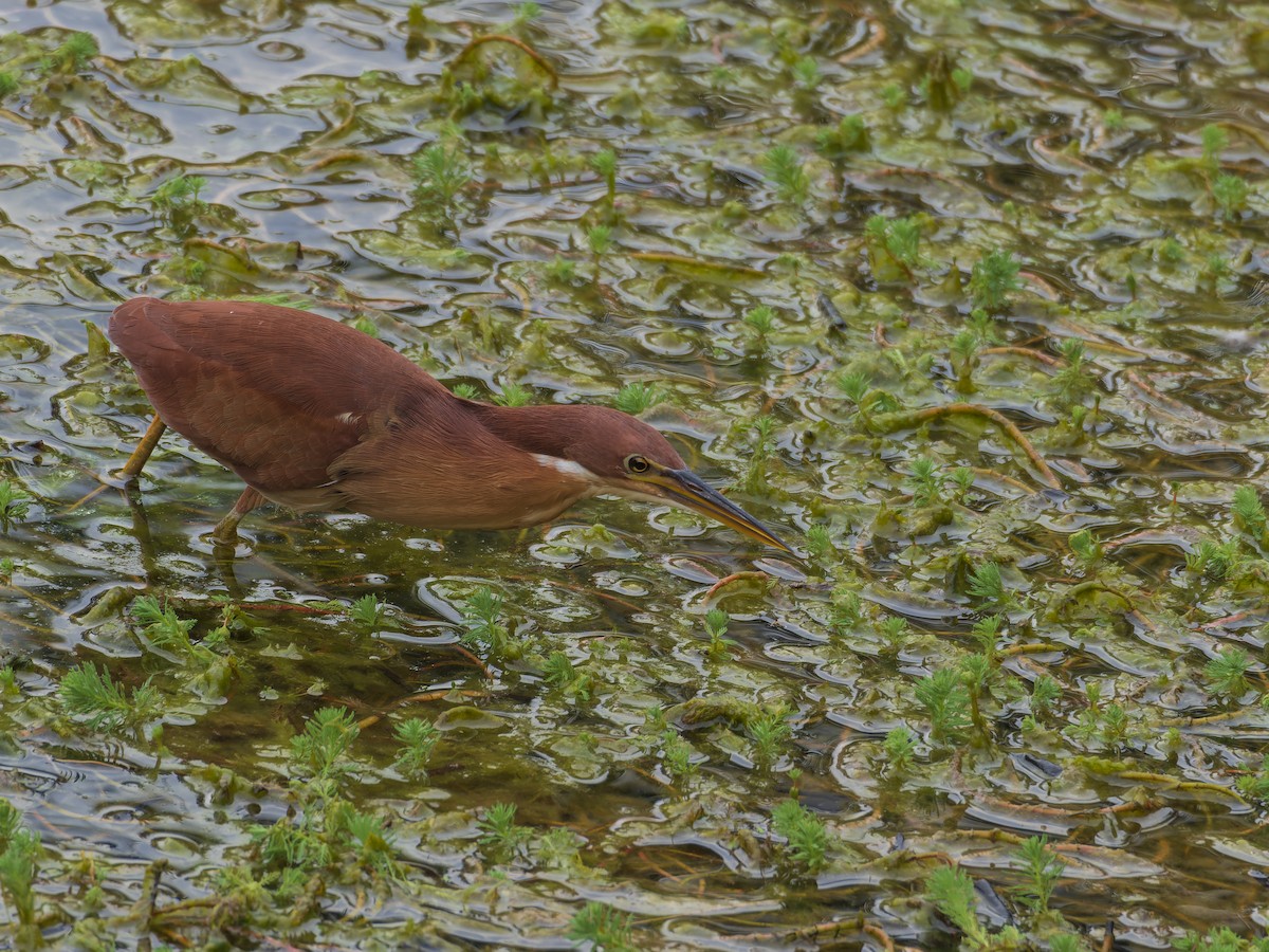 Cinnamon Bittern - ML647281374