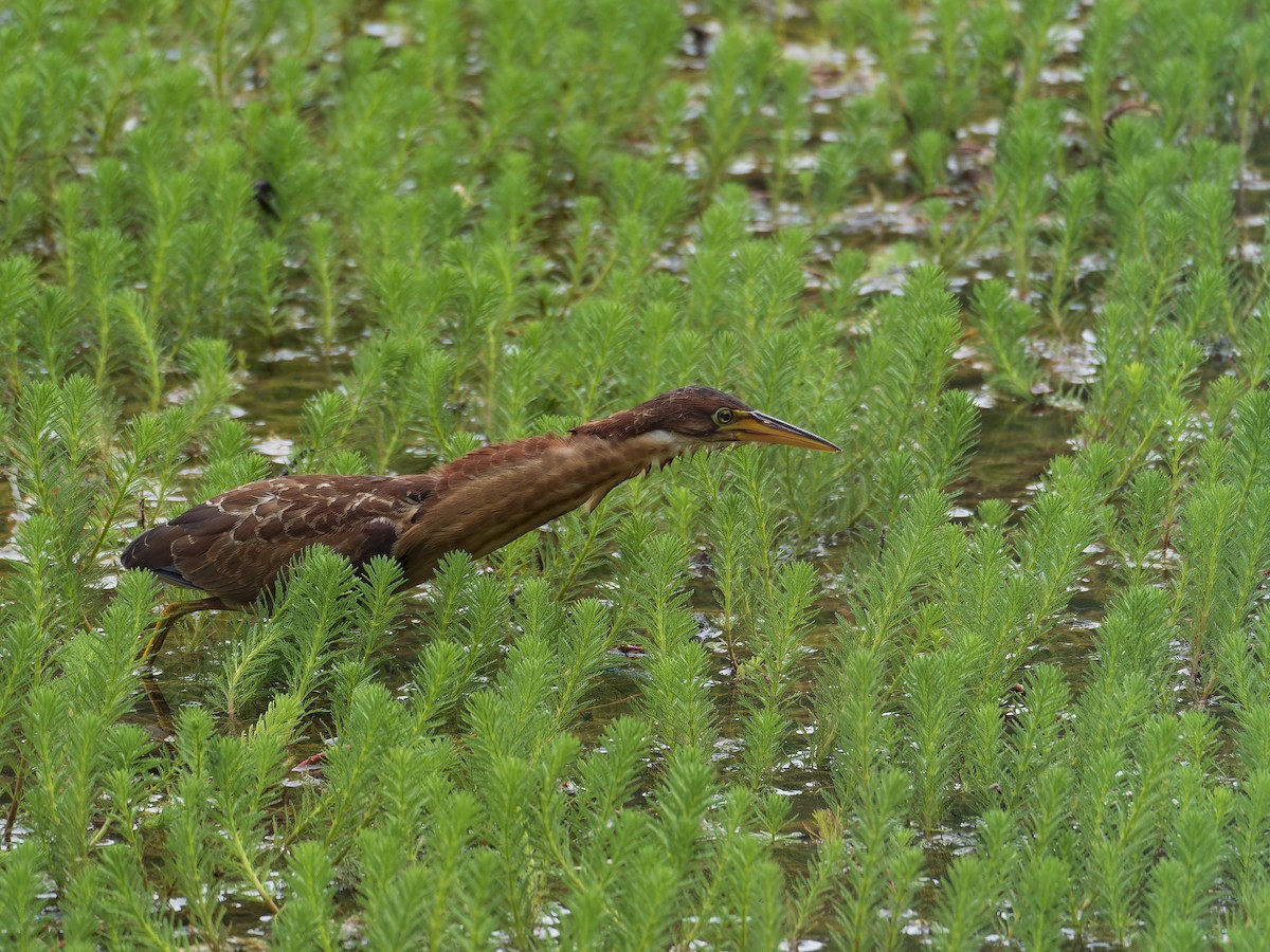 オオヨシゴイ - ML647281388