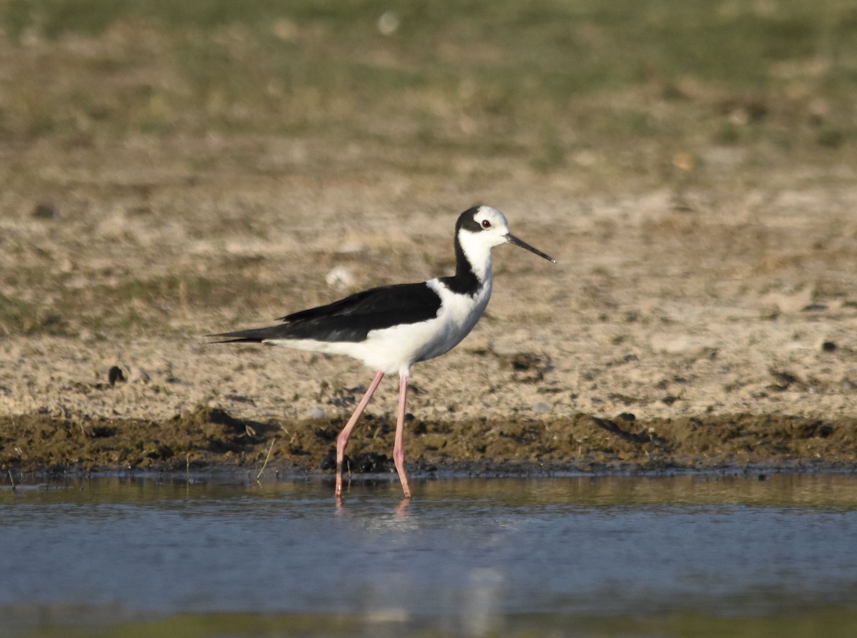 pisila černokrká - ML647281391