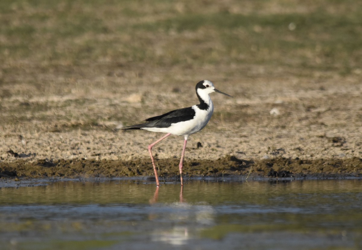 pisila černokrká - ML647281392