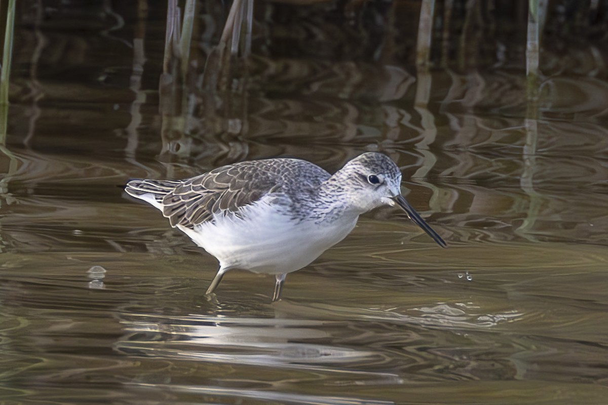 Marsh Sandpiper - ML647281397