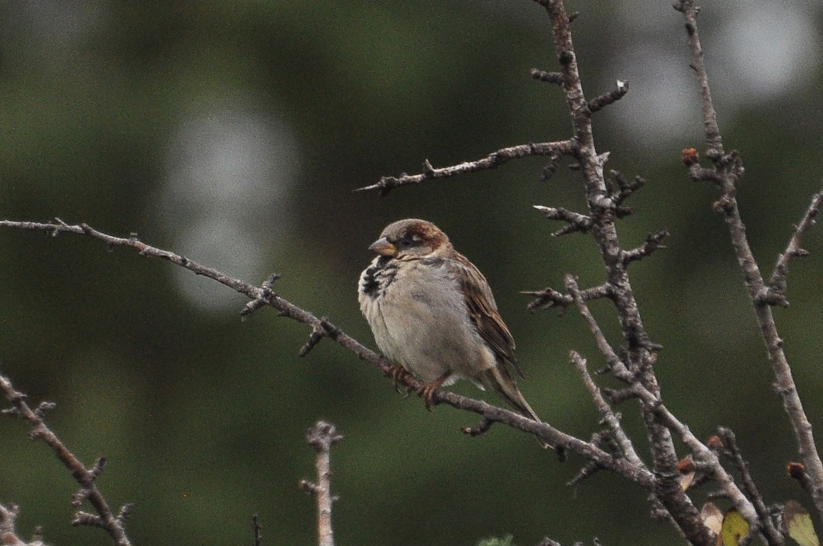 House Sparrow - ML647281403