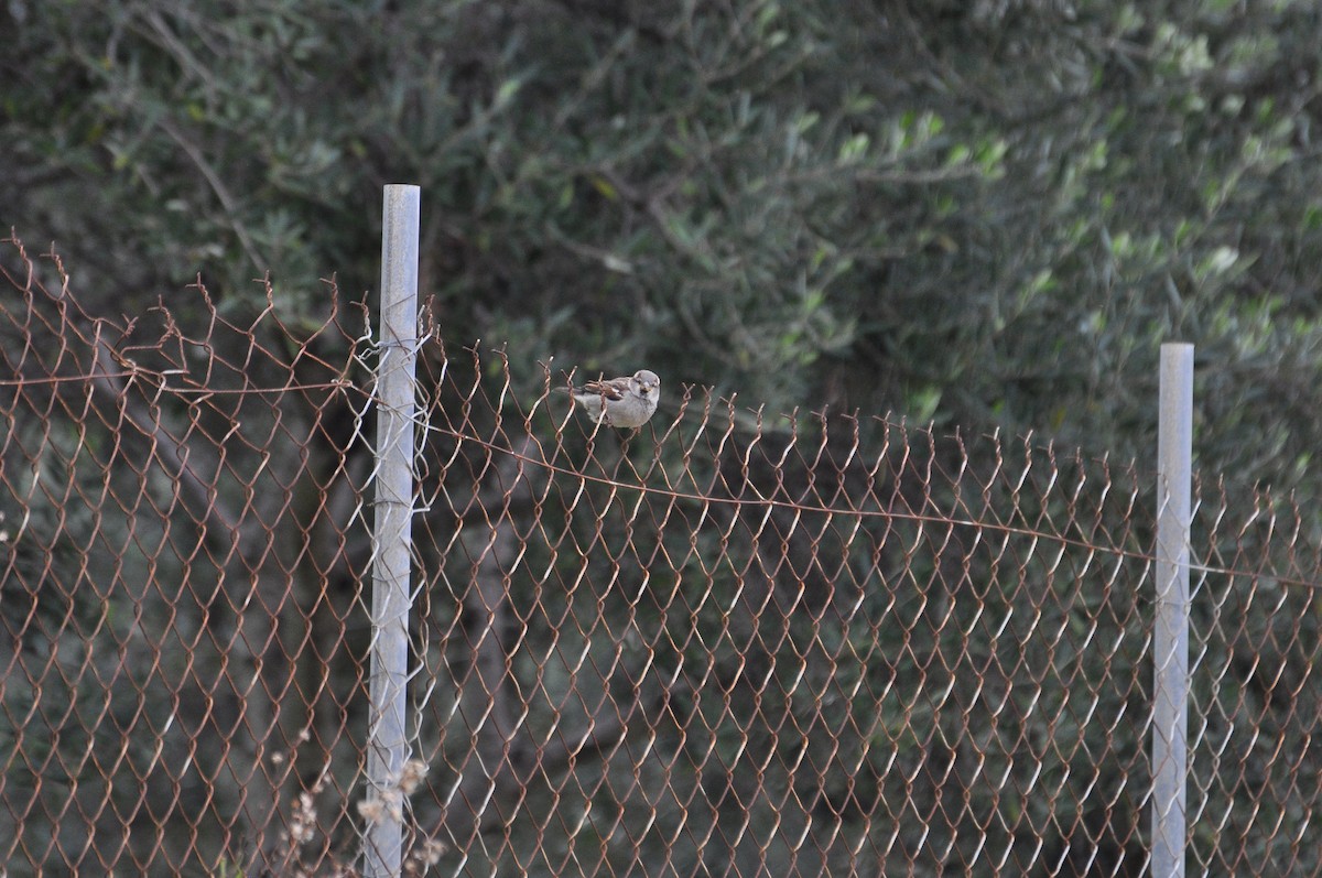 House Sparrow - ML647281404