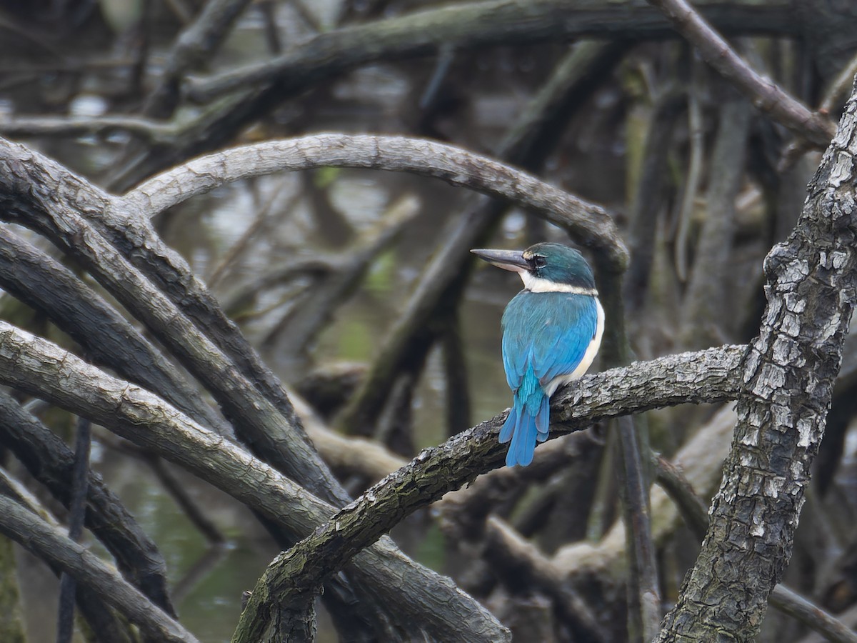 ナンヨウショウビン - ML647281419