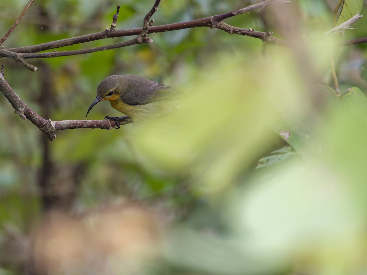 Ornate Sunbird - ML647281433