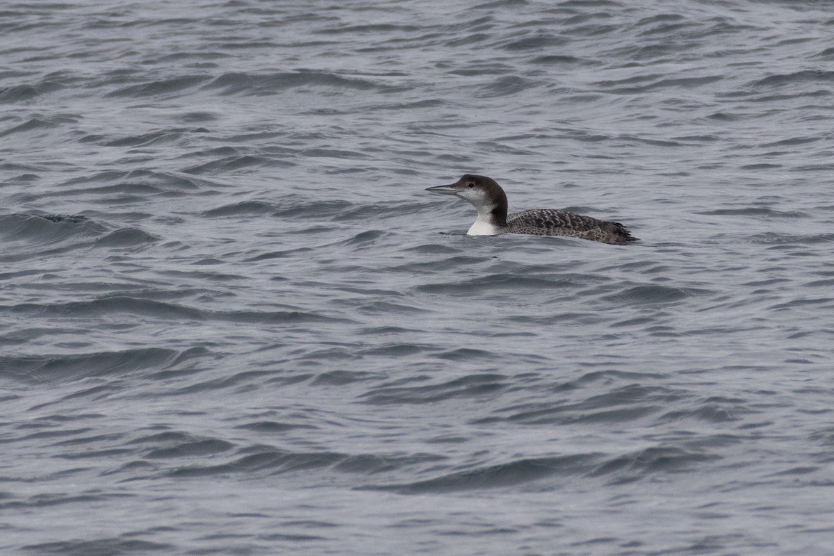 Common Loon - ML647281434