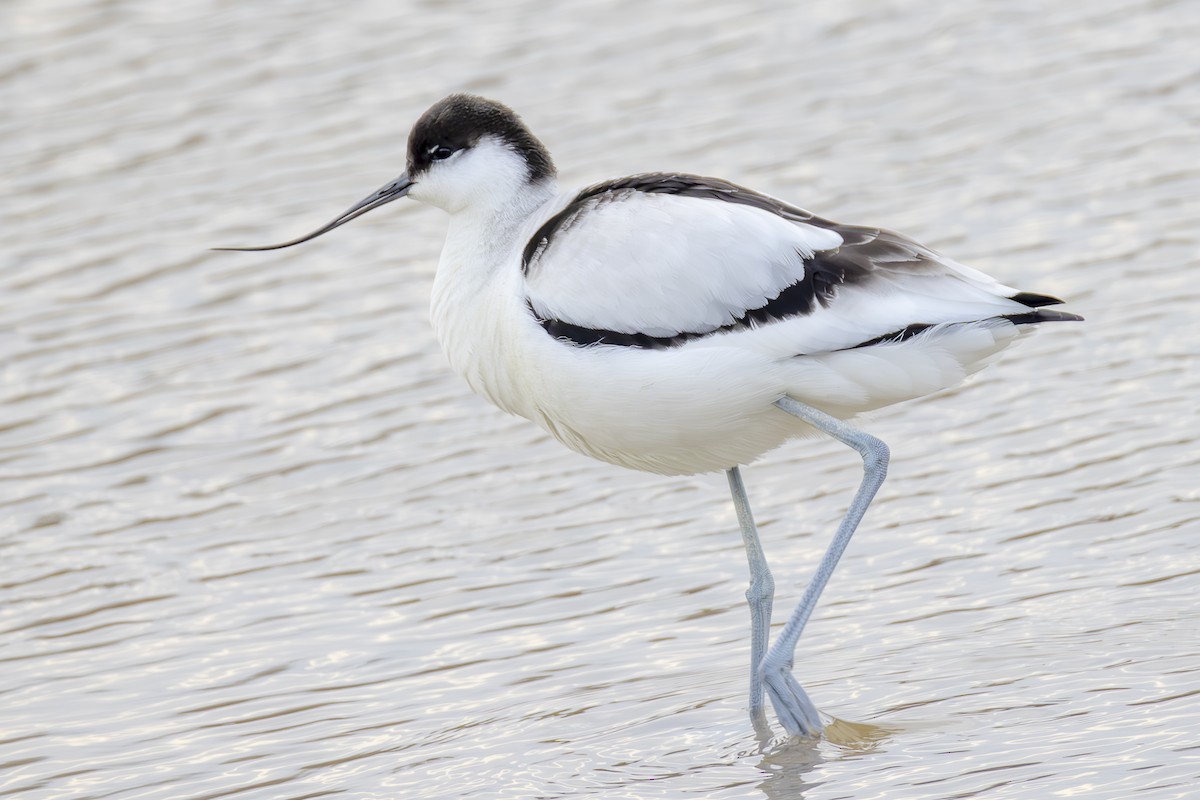 Pied Avocet - ML647281454