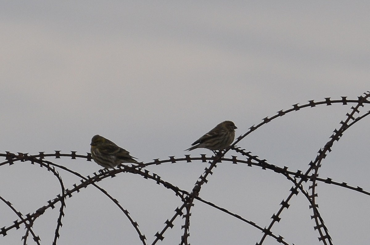 Txirriskila arrunta - ML647281455