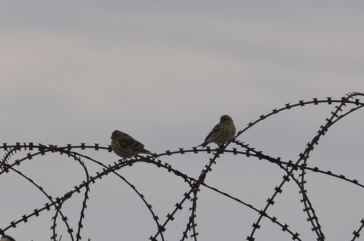 Txirriskila arrunta - ML647281456