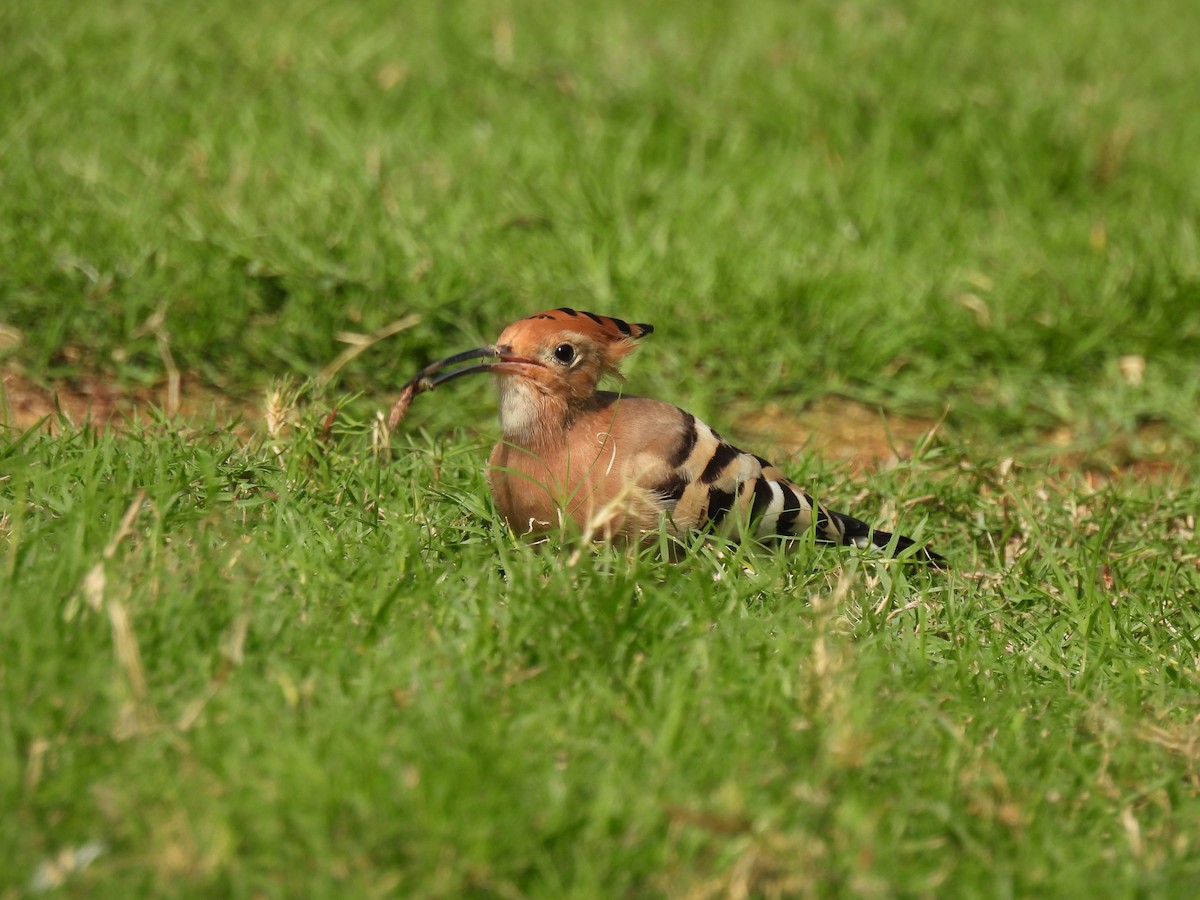Common Hoopoe - ML647281457