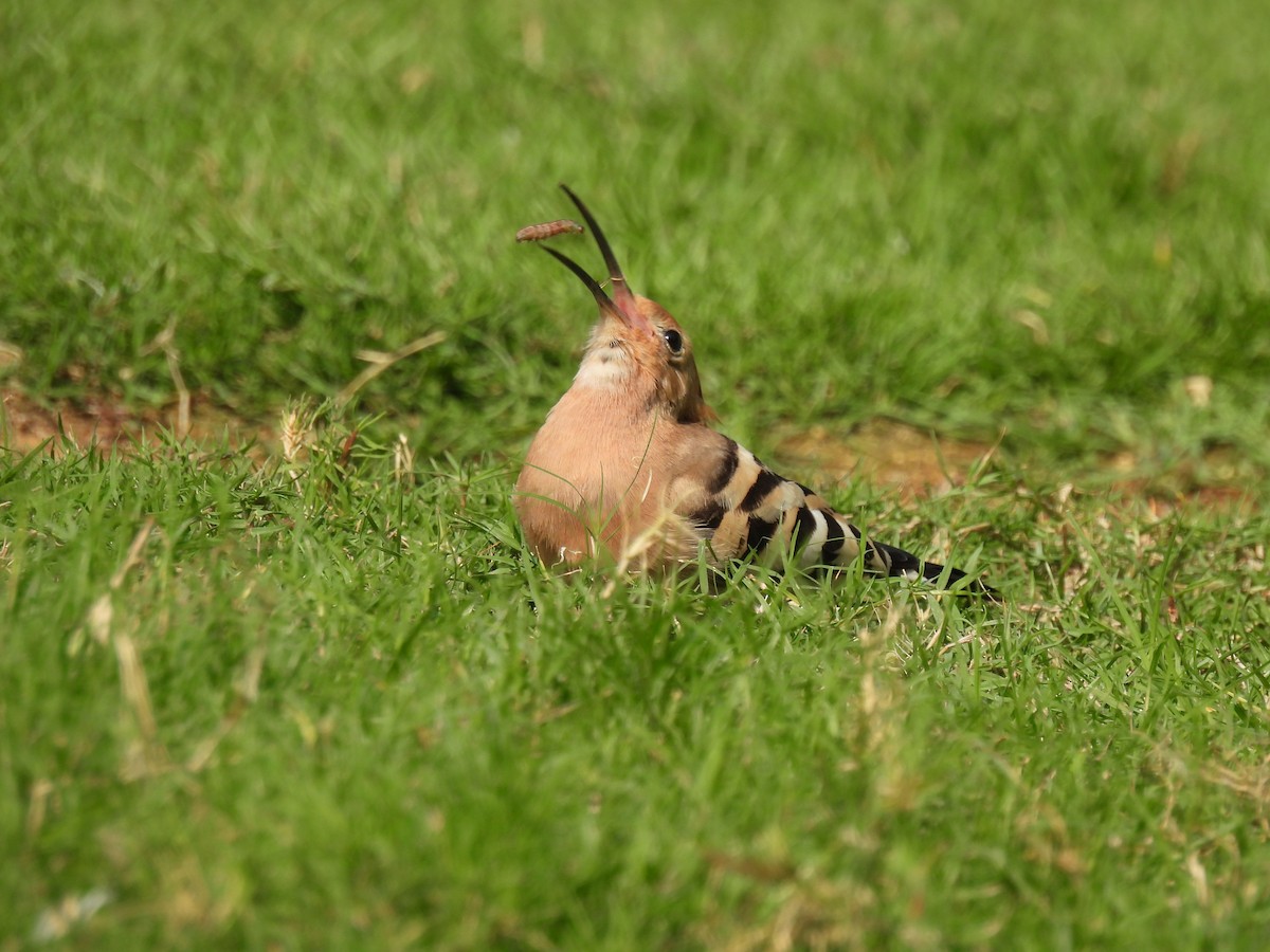 Common Hoopoe - ML647281458