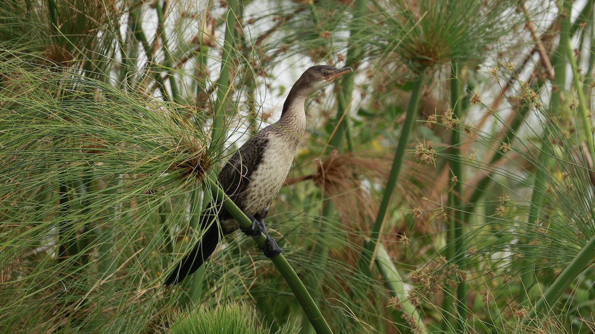アフリカコビトウ - ML647281481