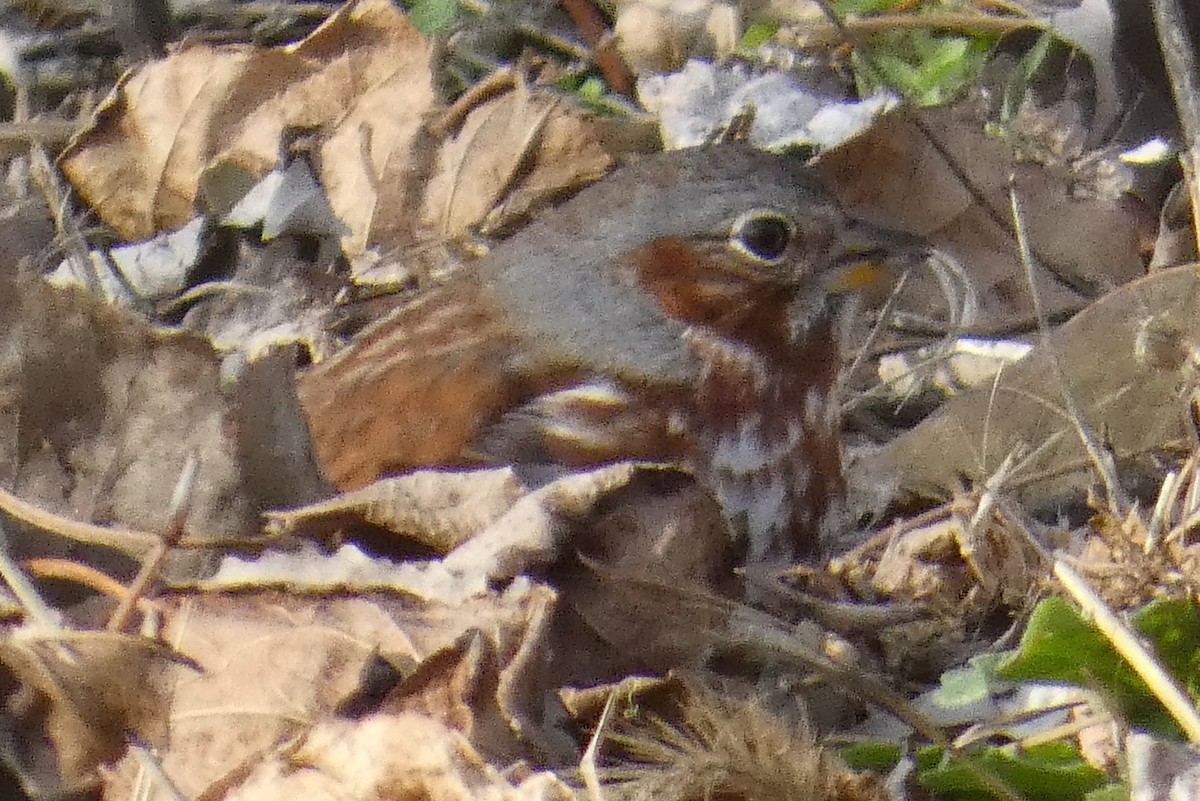 Fox Sparrow - ML647281482