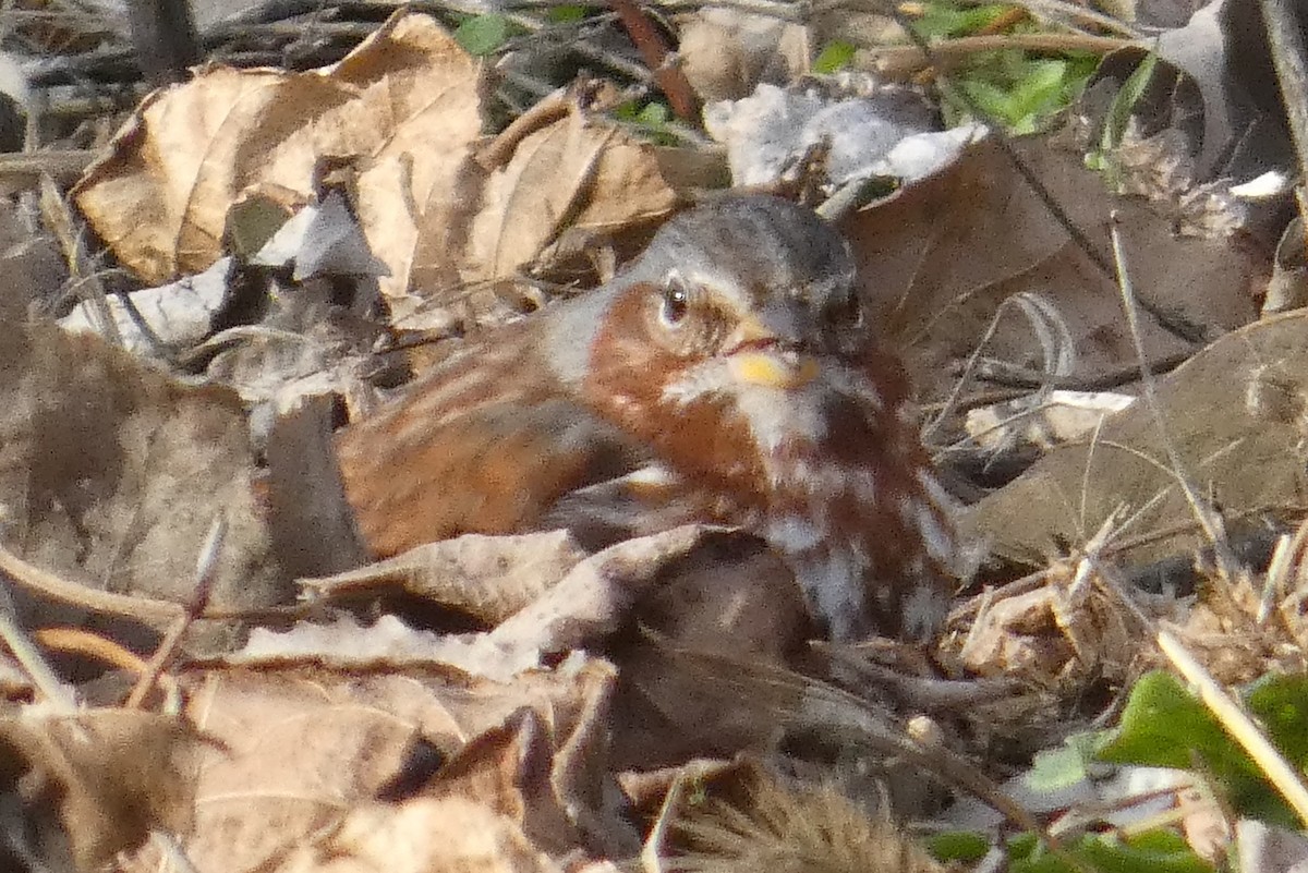 Fox Sparrow - ML647281483