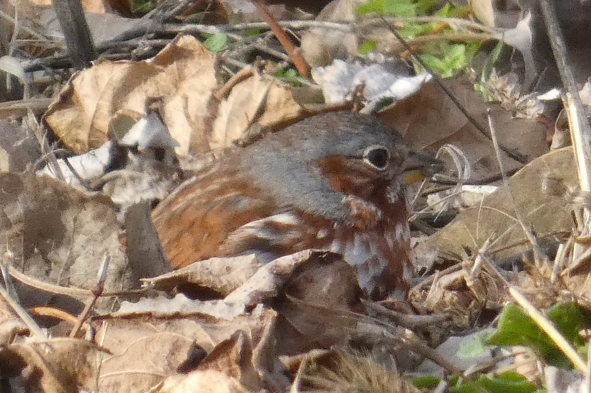 Fox Sparrow - ML647281484
