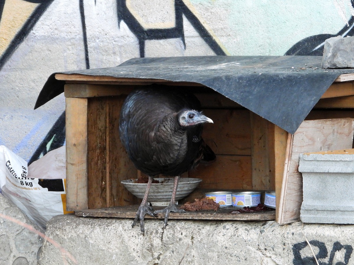 Wild Turkey - ML647281487