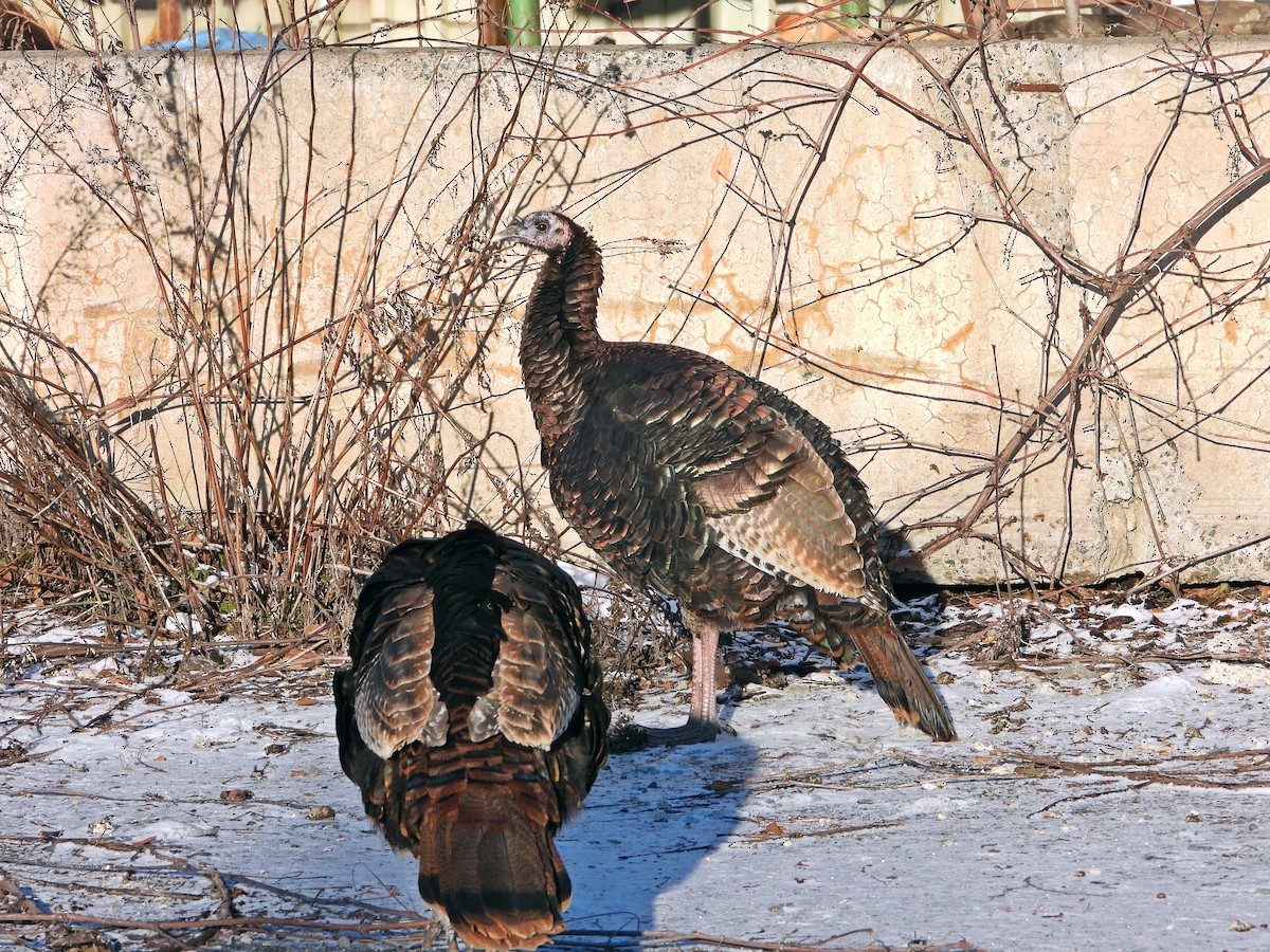 Wild Turkey - ML647281489