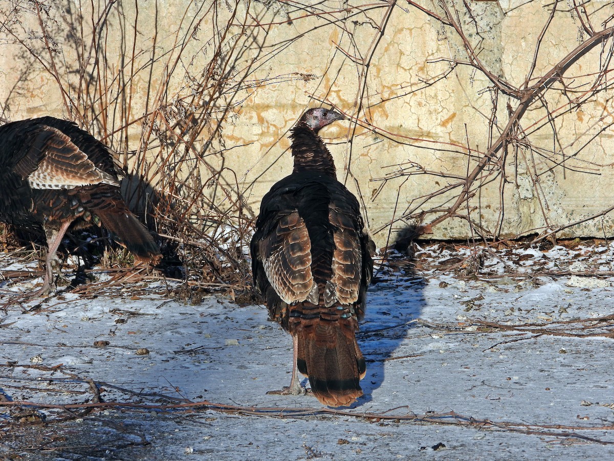 Wild Turkey - ML647281490