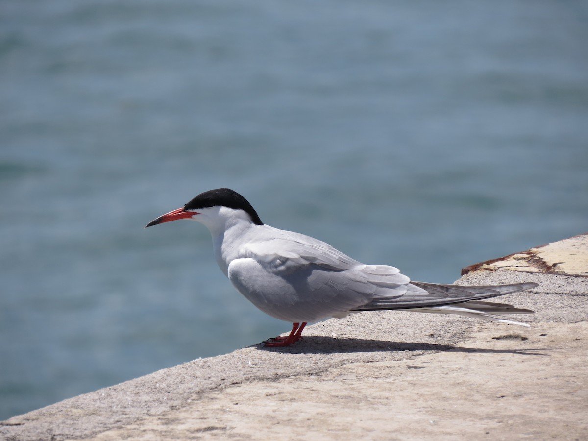 Common Tern - ML647281502