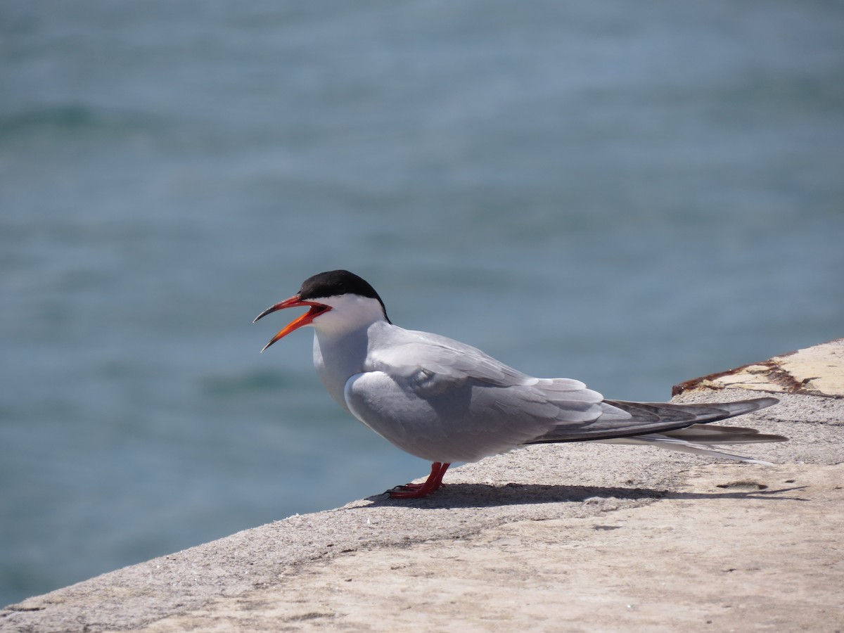 Common Tern - ML647281503