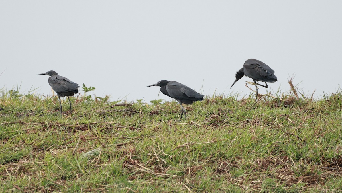 Black Heron - ML647281511