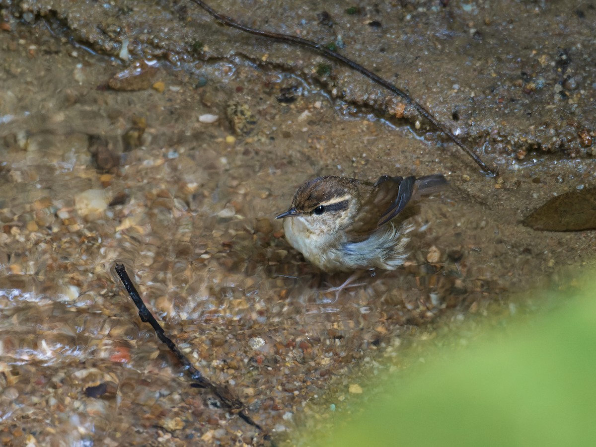 ヤブサメ - ML647281523