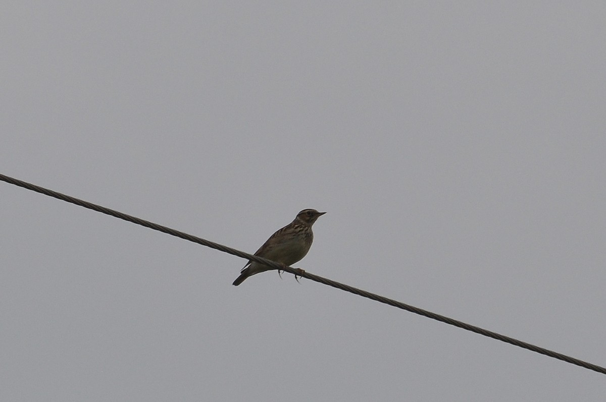 Wood Lark - ML647281538