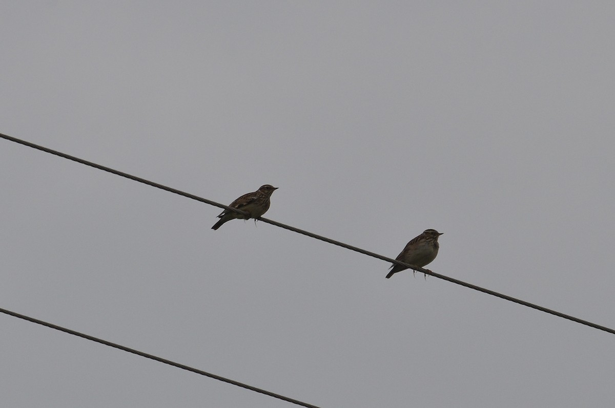 Wood Lark - ML647281539