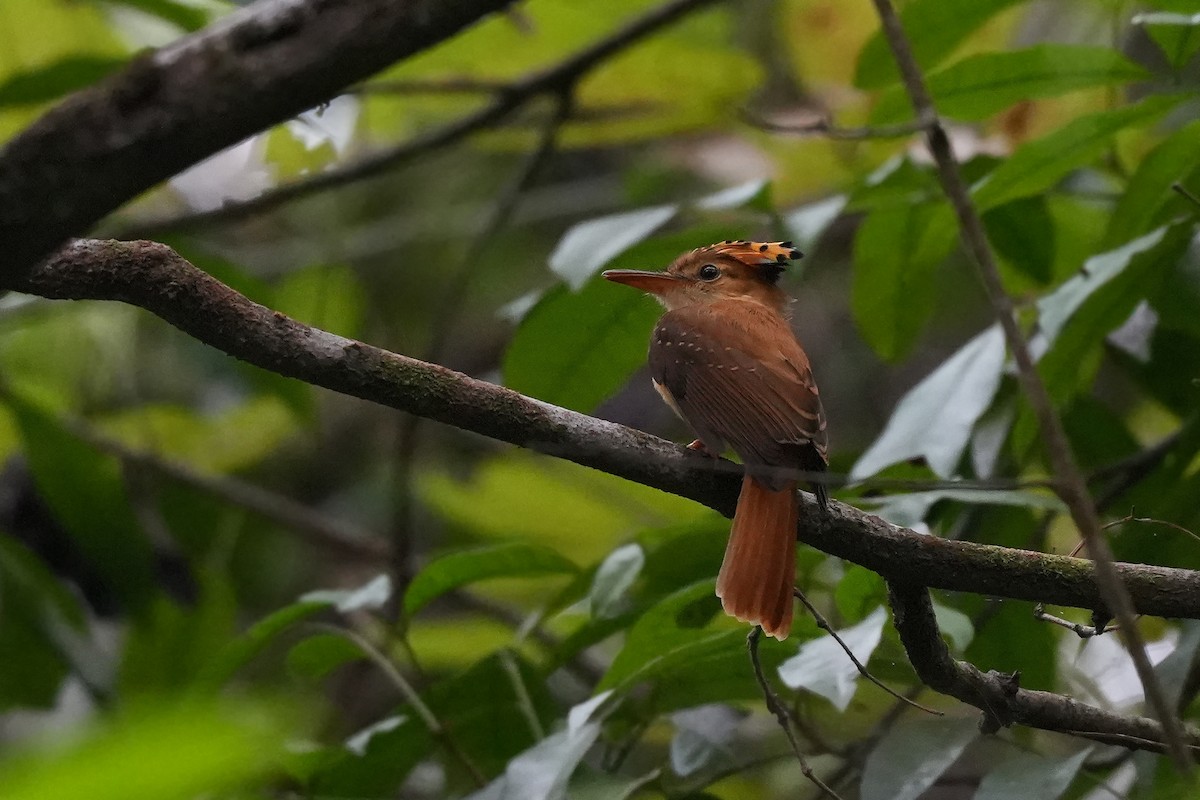 Tropical Royal Flycatcher (Pacific) - ML647281557