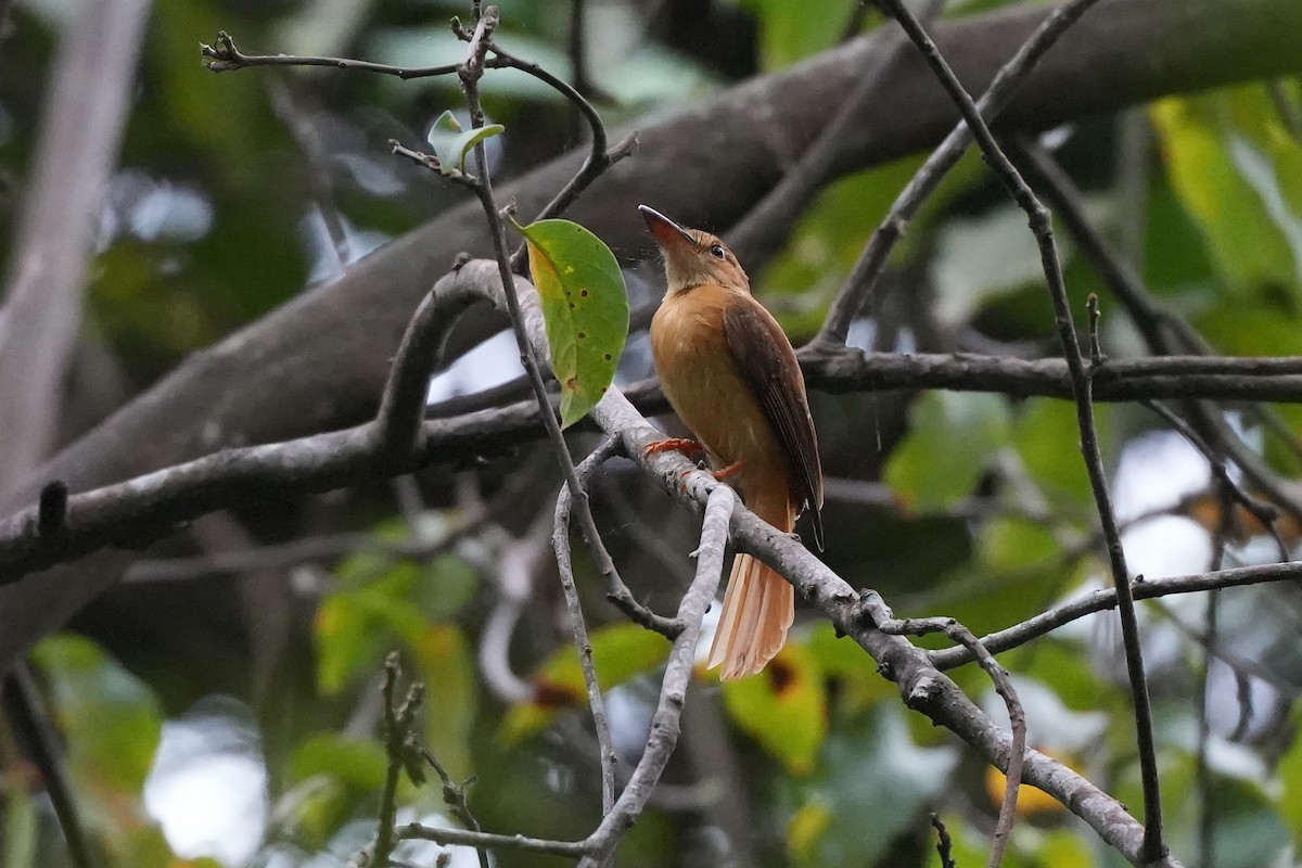Tropical Royal Flycatcher (Pacific) - ML647281558