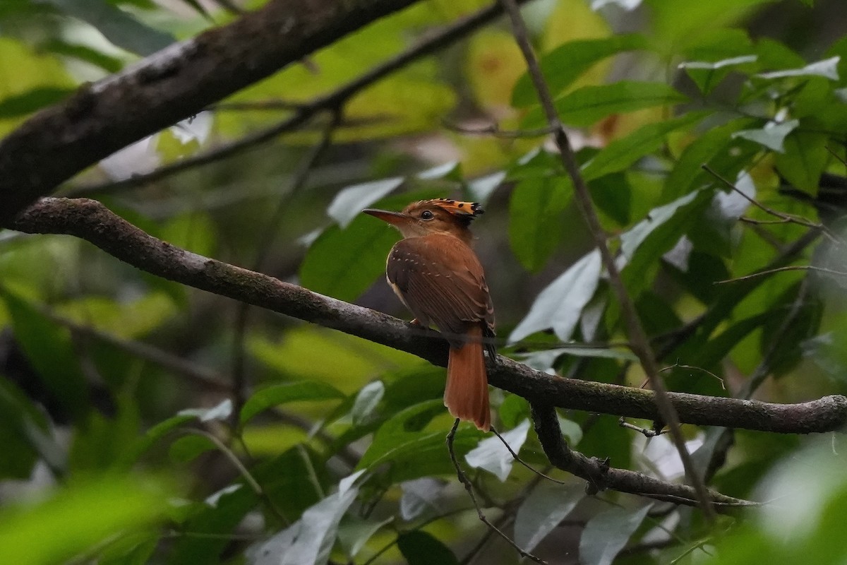 Tropical Royal Flycatcher (Pacific) - ML647281559
