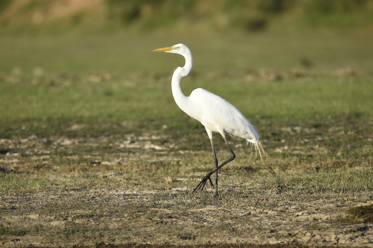 volavka bílá - ML647281562