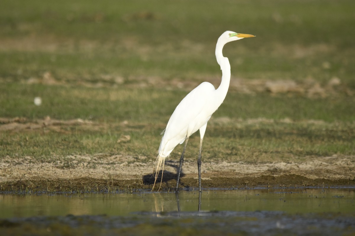 volavka bílá - ML647281563