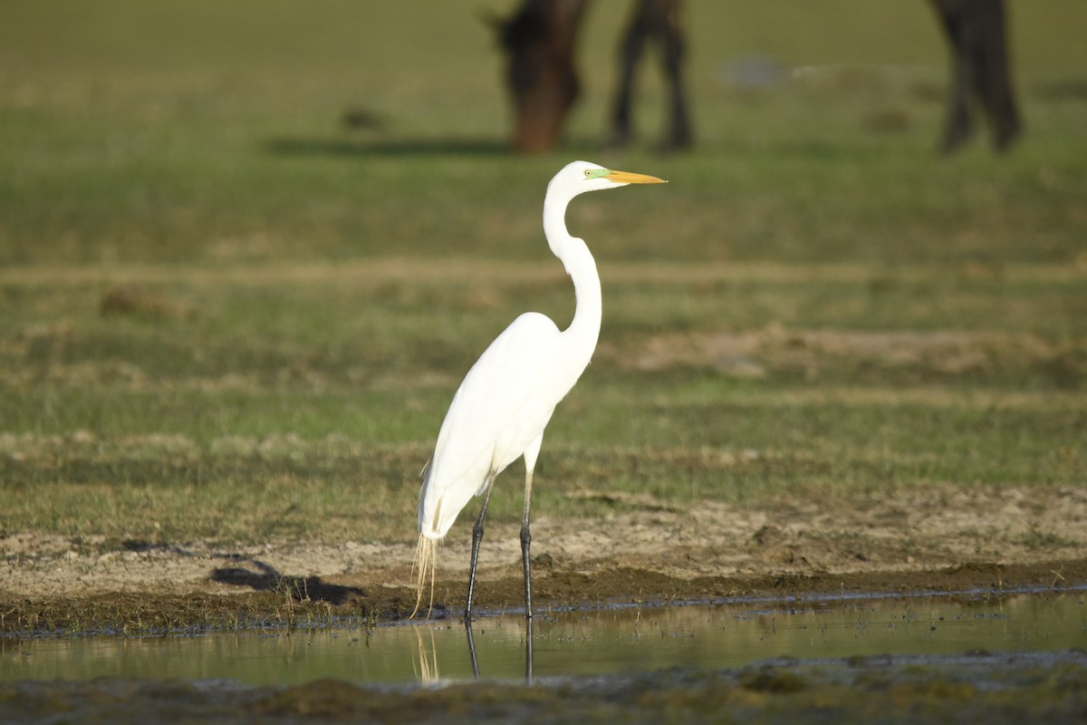 volavka bílá - ML647281564