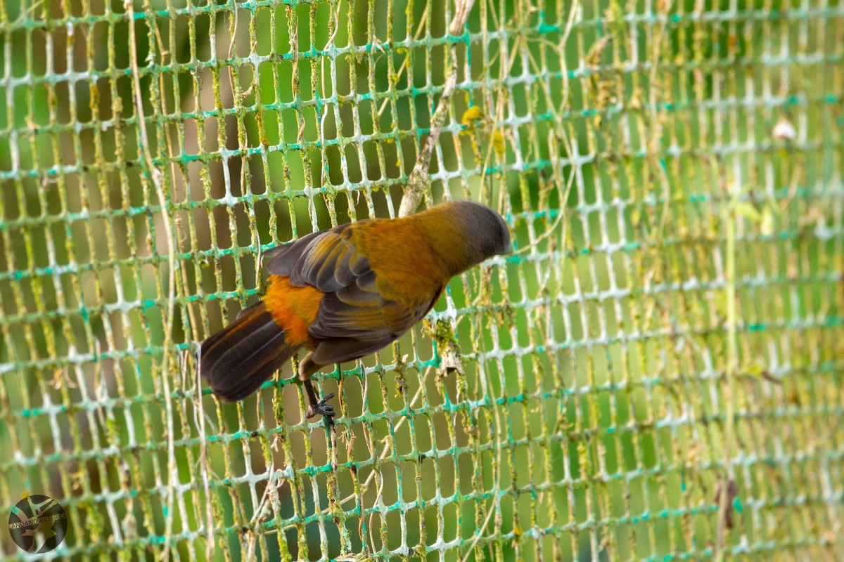 Scarlet-rumped Tanager - ML647281578