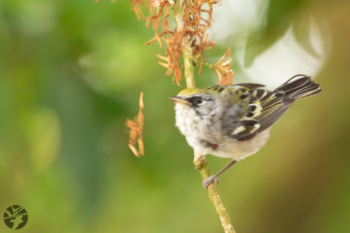 lesňáček rezavoboký - ML647281585