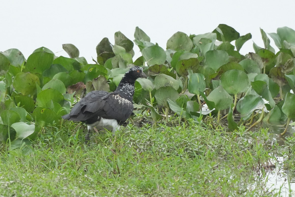 Horned Screamer - ML647281587