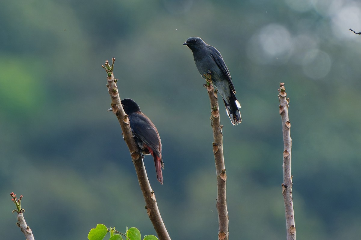 Maroon Oriole - ML647281589