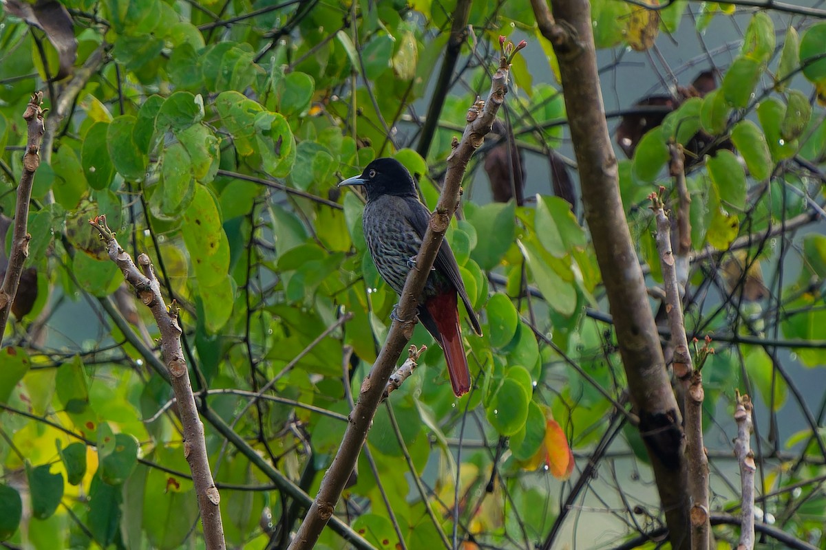 Maroon Oriole - ML647281590