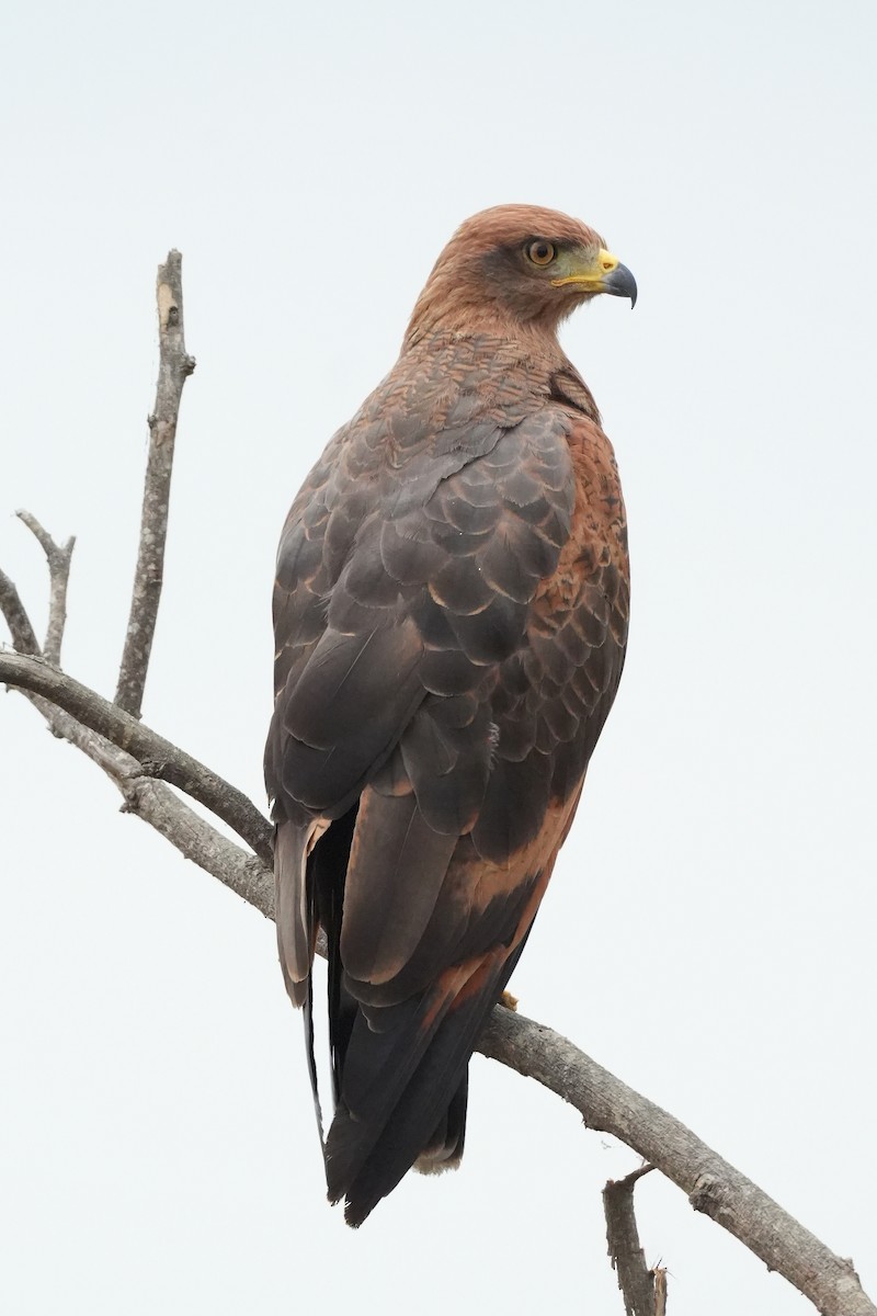 Busardo Sabanero - ML647281598