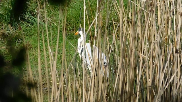 Южноамериканская цапля - ML647281599