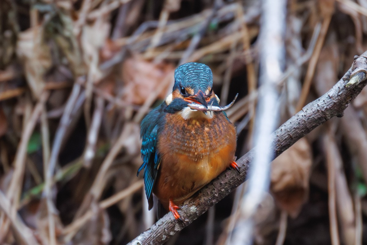 שלדג גמדי - ML647281631