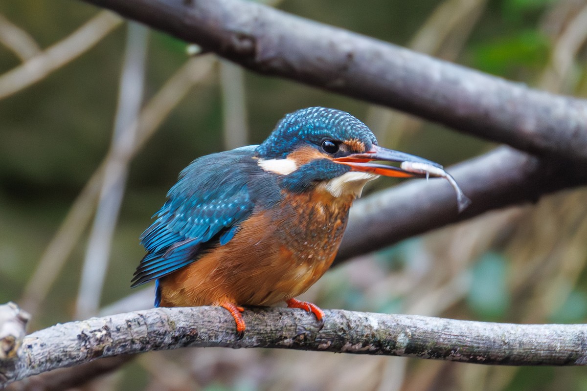 שלדג גמדי - ML647281632