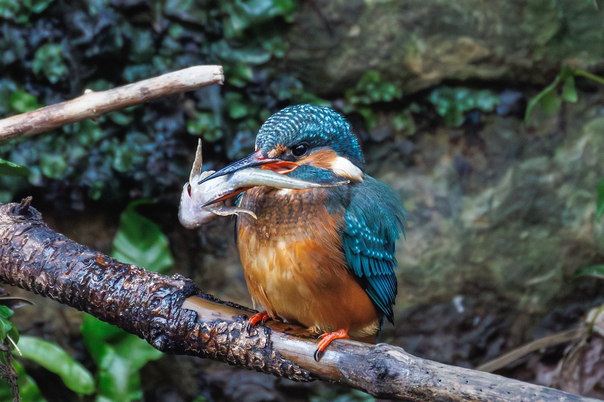 שלדג גמדי - ML647281633