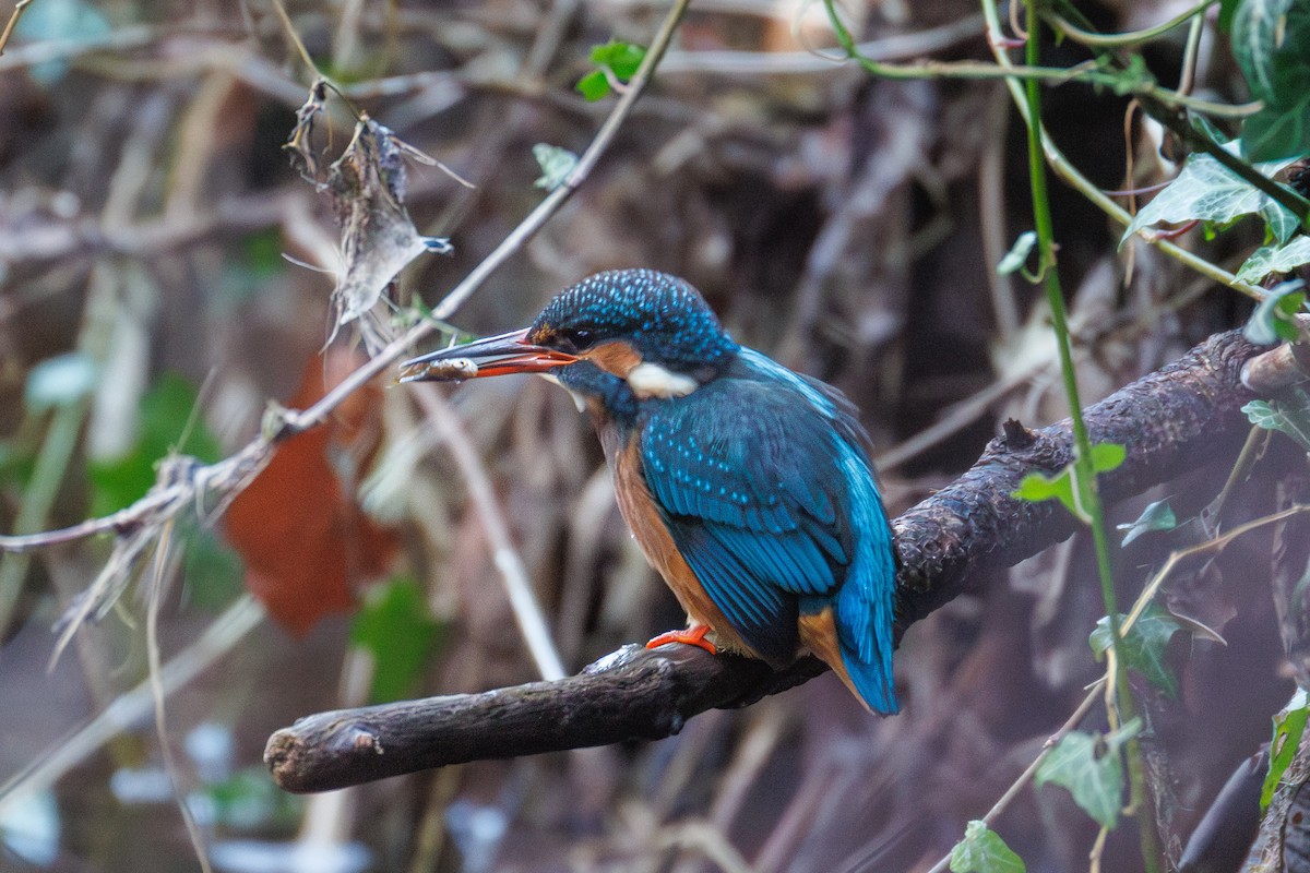 שלדג גמדי - ML647281634