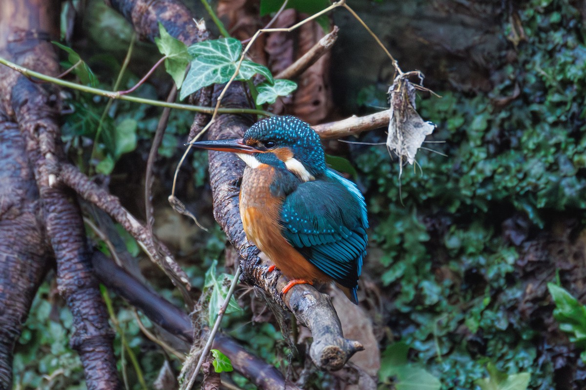 שלדג גמדי - ML647281635