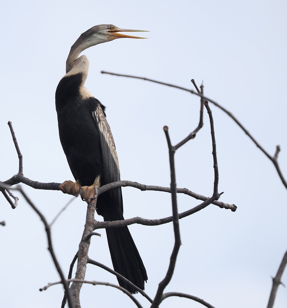 Oriental Darter - ML647281636