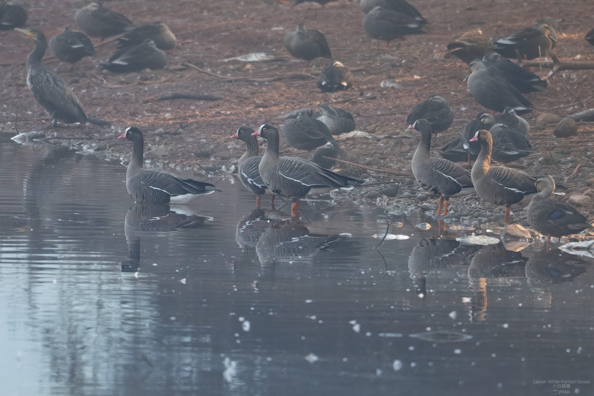 Гуска мала - ML647281637