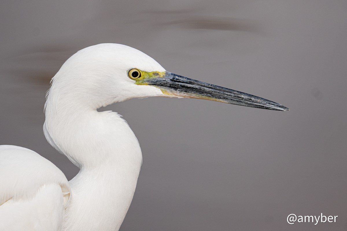Little Egret - ML647281646