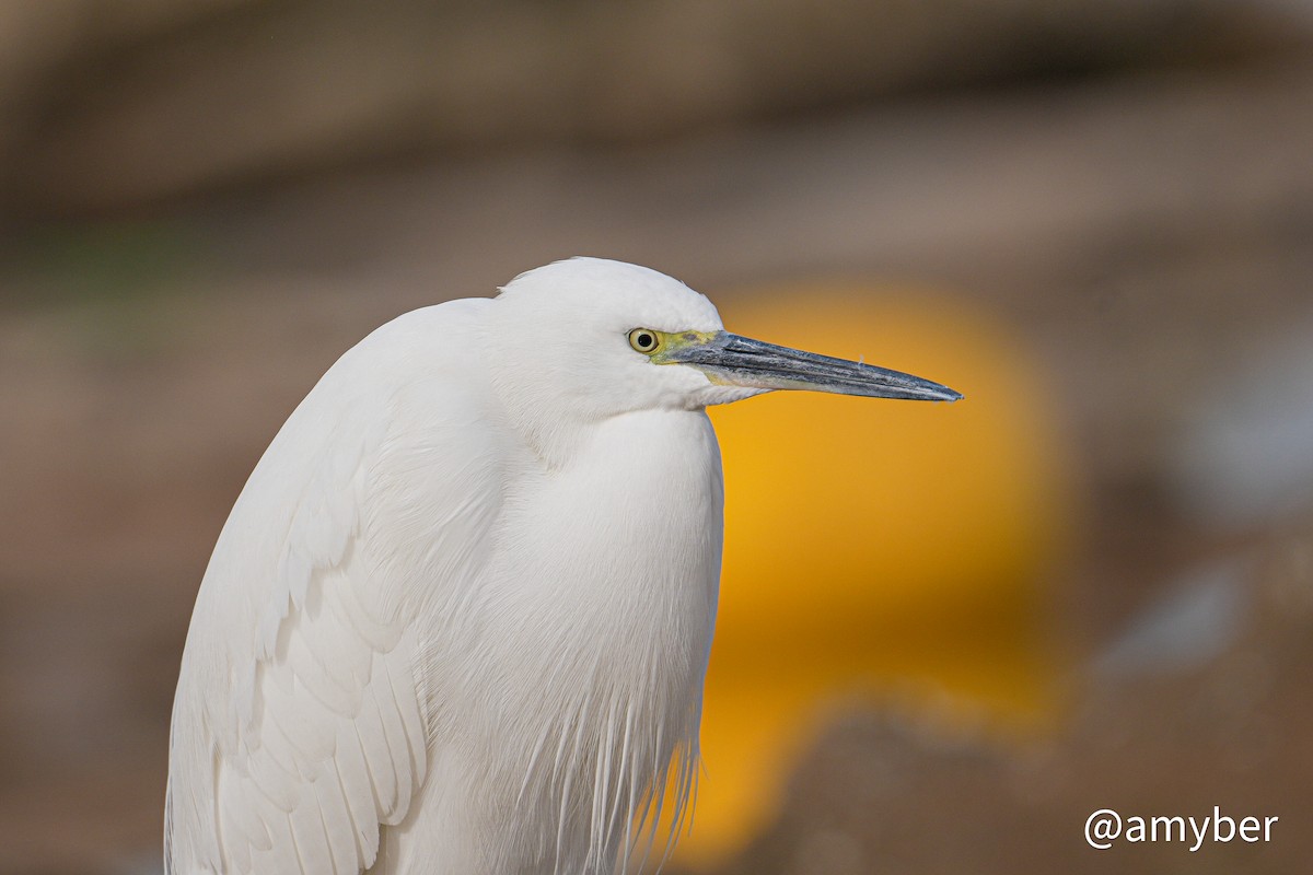 Little Egret - ML647281647